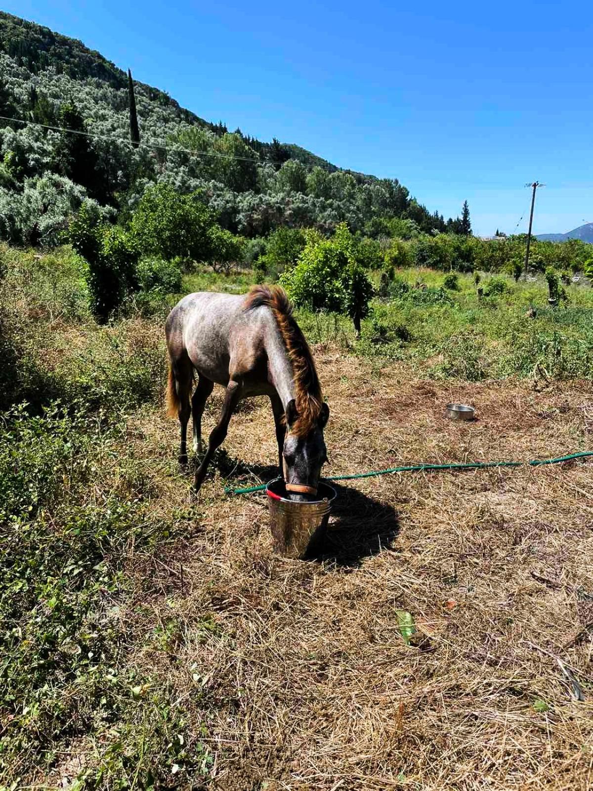 Lily Home_Lefkada ~ Private Country House Kondaraíni Zewnętrze zdjęcie